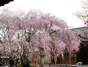長柄神社の紅枝垂れ八重桜（全景）