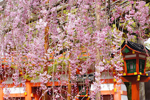 長柄神社の八重の桜と楼門