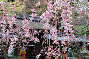八重の桜の向こうに見える長柄神社本殿