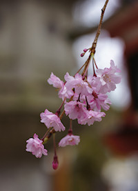 美しい八重の桜